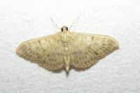 Patania ruralis