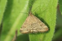 Pyrausta despicata