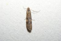 Nomophila noctuella
