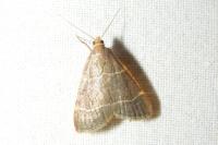Hypsopygia glaucinalis