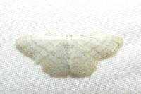Idaea subsericeata
