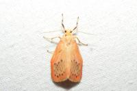 Miltochrista miniata