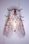 Cerura vinula