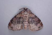 Xanthorhoe ferrugata