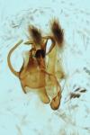 Xanthorhoe ferrugata