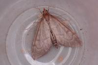 Anania terrealis
