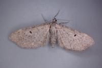 Eupithecia veratraria