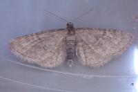 Eupithecia plumbeolata