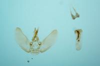 Eupithecia plumbeolata