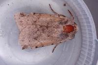 Cerastis rubricosa