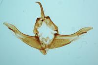 Cerastis rubricosa