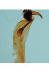 Cerastis rubricosa