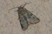 Polymixis dubia