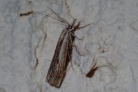Agriphila inquinatella