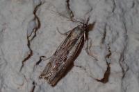 Agriphila inquinatella