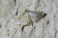Patania ruralis