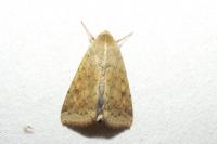 Helicoverpa armigera