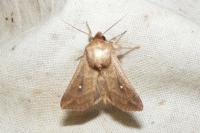 Mythimna albipuncta