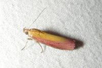 Oncocera semirubella