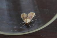 Agrotera nemoralis