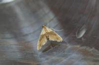 Agrotera nemoralis