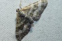 Epirrhoe alternata