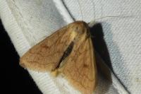Mythimna vitellina