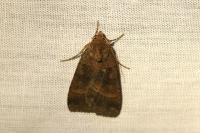 Xestia stigmatica