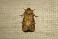 Luperina testacea