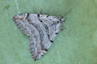 Aplocera corsalta