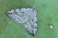 Aplocera corsalta
