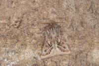 Ulochlaena hirta