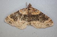 Xanthorhoe ferrugata