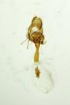 Xanthorhoe ferrugata