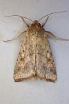 Helicoverpa armigera