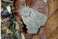 Mythimna albipuncta