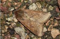 Helicoverpa armigera