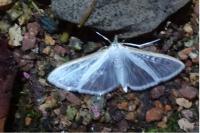 Palpita vitrealis