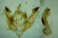 Ammoconia caecimacula