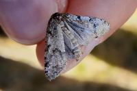 Tephronia sepiaria