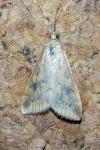 Udea ferrugalis