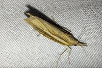 Agriphila tristella