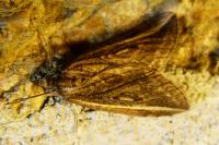 Chesias legatella