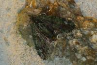 Chloroclysta siterata