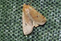 Conistra erythrocephala