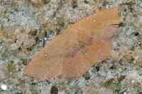 Cyclophora puppillaria