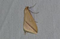 Rhodometra sacraria