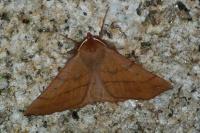 Colotois pennaria