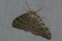 Epirrita
