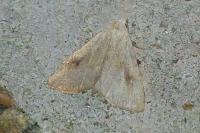 Rivula sericealis